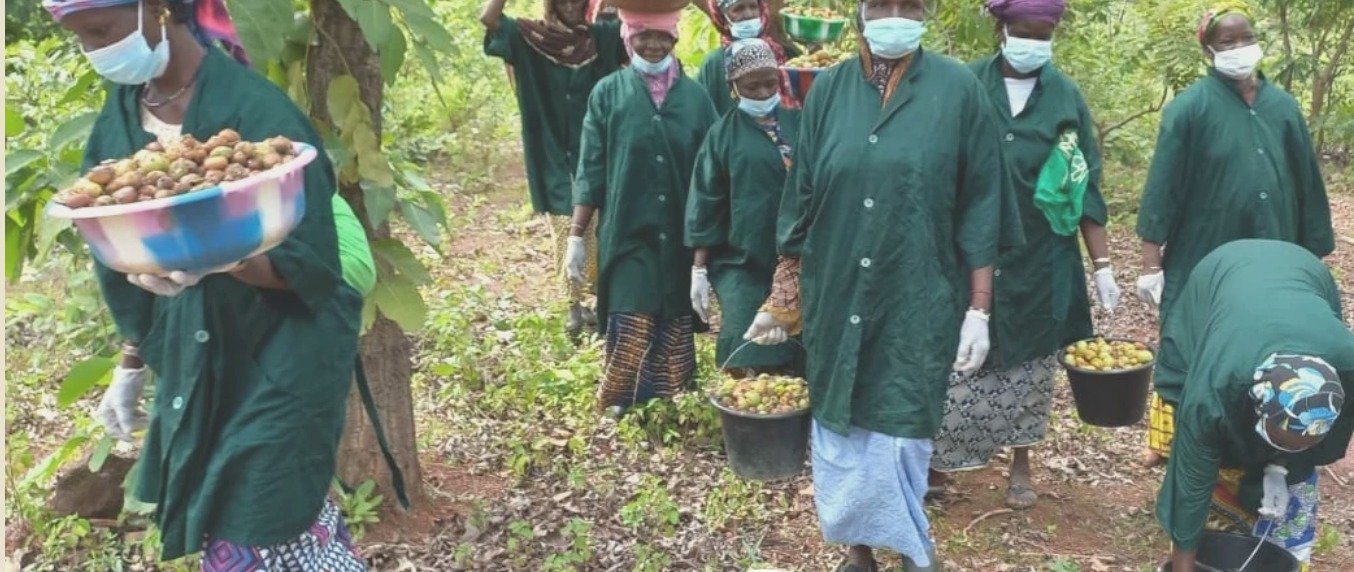 Femmes productrices partenaires des coopératives BlueWave Supply au Mali